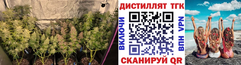 купить закладку  Берёзовка  ТГК жижа 